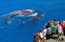  Whale Watching and Waterfalls in Samana Province