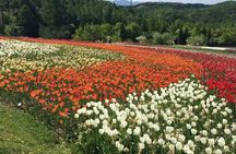 Furano & Biei Private Tour：Custom Scenic Route（from Sapporo）