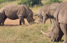 Nairobi National Park Half Day Tour
