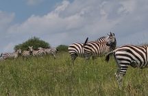 Nairobi National Park Half Day Tour
