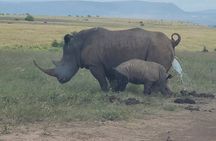 Nairobi National Park Half Day Tour