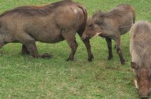 Nairobi National Park Half Day Tour