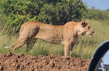 Nairobi National Park Half Day Safari