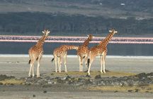 3 Days Birdwatching Safari on 4x4 Land Cruiser Jeep
