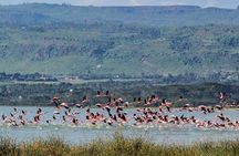 3 Days Birdwatching Safari on 4x4 Land Cruiser Jeep