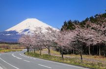 Mt. Fuji Cherry Blossom and Shibasakura Festival Tour
