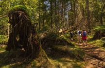Wildlife Forest Hike
