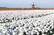 Private Tulip Museum Garden Windmill and Cheese Tasting Tour 
