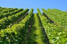 Stellenbosch, Franschhoek and Paarl Winelands Full Day Trip from Cape Town