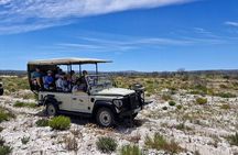 Yzerfontein Safari and San Heritage Tour from Cape Town