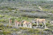 Yzerfontein Safari and San Heritage Tour from Cape Town