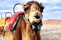 Agafay Desert Adventure Quad Bike and Camel Ride with Dinner Show
