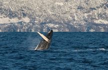 Silent Whale Watching on Hybrid-Electric boat with Scenic bustrip