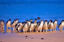3 Day Combo: Great Ocean Road, Penguin Parade and FREE City Tour