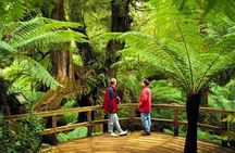 3 Day Combo: Great Ocean Road, Penguin Parade and FREE City Tour