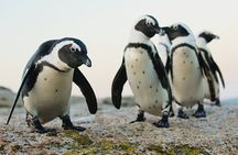 7 Day South Africa Tour: Cape Town to Durban