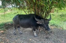 3 Hours Hoi An Countryside Motorbike Tour