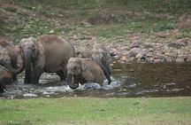 Anakulam Wild elephant Visiting & Tribal village 4*4 Ride
