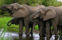 4 Day Garden Route & Addo National Park Adventure from Cape Town