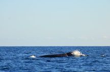 Whale Watching Warranty in San José del Cabo Snacks and drinks 