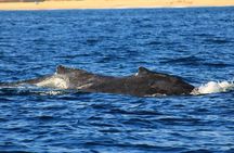 Whale Watching Warranty in San José del Cabo Snacks and drinks 