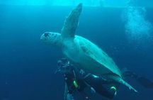 Larnaca Private Zenobia Beginners Divers