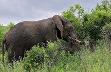 Explore Two Big 5 Game Reserves in a Day from Durban