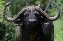 Explore Two Big 5 Game Reserves in a Day from Durban