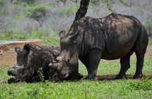 Explore Two Big 5 Game Reserves in a Day from Durban