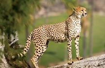 Cape Town Giraffe House, Cheetah Encounter and Wine Tasting Tour.