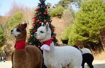 Alpaca, Nami, Eobi with Rail Bike or Strawberry