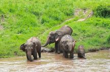 Elephant Care and Sticky Waterfalls (Bua Thong Waterfalls) Tour