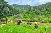 Elephant Care and Sticky Waterfalls (Bua Thong Waterfalls) Tour