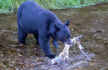 Alaska Wildlife Safari and Sightseeing Tour