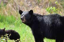 Alaska Wildlife Safari and Sightseeing Tour