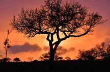 3 Day Kruger Safari Fly-in From Johannesburg