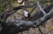 3 Day Kruger Safari Fly-in From Johannesburg