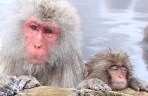 Nagano Snow Monkey Park With Beef Sukiyaki And Gods Wine Tour