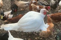 Birds, bees, plants and goats.