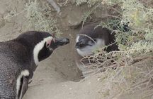 Penguins in Punta Tombo from Puerto Madryn. For Cruisers