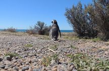 Penguins in Punta Tombo from Puerto Madryn. For Cruisers