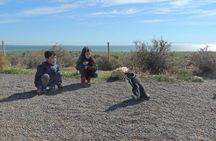 Penguins in Punta Tombo from Puerto Madryn. For Cruisers