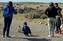 Penguins in Punta Tombo from Puerto Madryn. For Cruisers