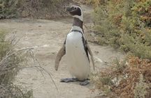 Penguins in Punta Tombo from Puerto Madryn. For Cruisers