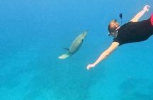 Kona Snorkeling Adventure Open Charter