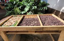 2 Hour Coffee & Chocolate Tour in Playas del Coco