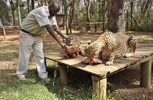 Animal Orphanage with Safari Walk and Bomas of Kenya Guided Tour