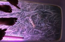 Glow And Discover, Guided Night Kayak Eco Tour in Key West