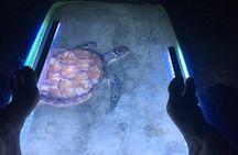 Glow And Discover, Guided Night Kayak Eco Tour in Key West