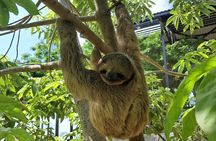 Private Tour Monkeys, Sloths and Island Food